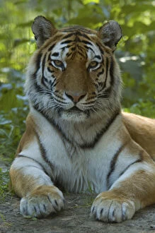 Majestic Collection: RF- Head portrait of Siberian tiger (Panthera tigris altaica) lying in foliage, captive