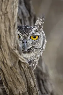 Bark Prints: RF - Head portrait of Spotted eagle owl (Bubo africanus), Kgalagadi Transfrontier Park