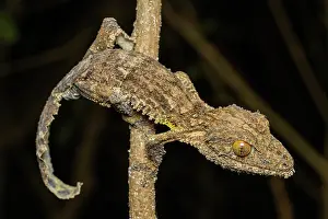 Gecko Prints: RF - Henkel's leaf-tailed gecko (Uroplatus henkeli) resting on branch at night