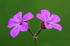 Indoors Prints: RF - Herb-Robert (Geranium robertianum) flowers