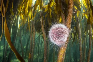 Laminaria Hyperboria Prints: RF - Herbivorous common sea urchin (Echinus esculentus) grazes in a kelp