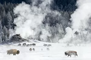Images Dated 23rd May 2016: RF - Herd of American Bison (Bison bison) around geo-thermal features. Firehole River Valley