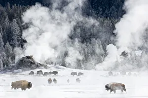 Steam Prints: RF - Herd of American Bison (Bison bison) around geo-thermal features