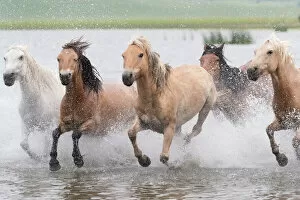 2020 May Highlights Gallery: RF-Herd of horses running through water. Bashang Grassland, near Zhangjiakou