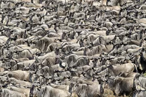 RF - Herds of White-bearded wildebeest (Connochaetes taurinus albojubatus