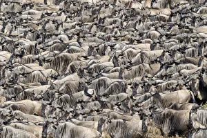 2020 April Highlights Prints: RF - Herds of White-bearded wildebeest (Connochaetes taurinus albojubatus