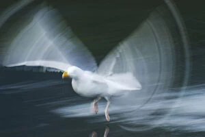 RF- Herring gull (Larus argentatus) in low flight over water, Flatanger, Nord Trondelag, Norway