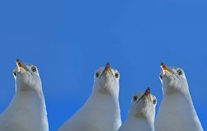 Images Dated 3rd July 2018: RF - Herring gull (Larus argentatus) with blue sky, England, UK, Digital composite