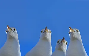 RF - Herring gull (Larus argentatus) with blue sky, England, UK, Digital composite RF - Herring gull (Larus argentatus) with blue sky, England, UK, Digital composite