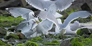 Eastern Usa Prints: RF - Herring gulls (Larus argentatus) flock squabbling over Alewife (Alosa pseudoharengus) prey