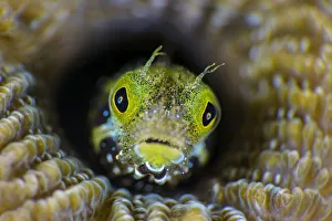 RF - High magnification photo of Secretary blenny (Acanthemblemaria maria