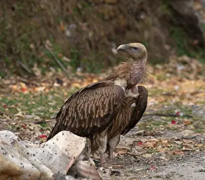 Accipitriformes Prints: RF - Himalayan griffon ( Gyps himalayensis) standing on the ground