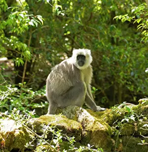 Monkey Prints: RF - Himalayan langur (Semnopithecus schistaceus) sitting on rocks in forest