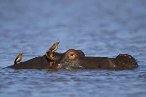 RF - Hippopotamus, (Hippopotamus amphibius), Zimanga Private Nature Reserve, KwaZulu Natal