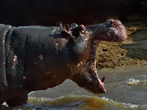 Uganda Prints: RF - Hippopotamus (Hippopotamus amphibius) standing at water's edge with mouth open