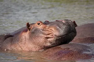 Hippopotomus Prints: RF - Hippopotamus (Hippopotamus amphibius) wallowing in river