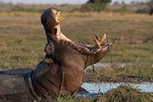 Hippopotomus Prints: RF - Hippopotamus (Hippopotamus amphibius) wallowing in river