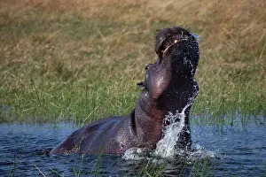 Hippopotomus Prints: RF - Hippopotamus (Hippopotamus amphibius) in water displaying aggressive behaviour