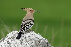 Bucerotiformes Prints: RF - Hoopoe (Upupa epops) perched on a rock