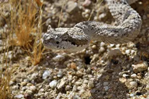 Southwest Usa Prints: RF - Horned rattlesnake (Crotalus cerastes) head portrait