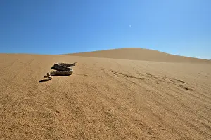 Southwest Usa Prints: RF - Horned rattlesnake (Crotalus cerastes) moving across sand dunes