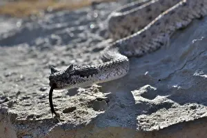 Southwest Usa Prints: RF - Horned rattlesnake (Crotalus cerastes) with tongue out