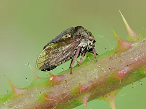 Cicadomorpha Prints: RF - Horned tree hopper (Centrotus cornutus) resting on Bramble stem