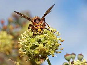 Climbers Prints: RF - Hornet (Vespa crabro) feeding on Ivy flowers (Hedera helix)