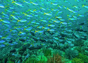 School Prints: RF - Huge school of Blue and yellow fusiliers (Caesio teres)