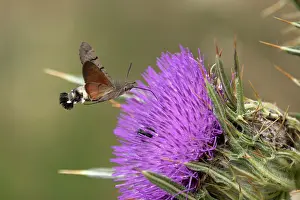 Sunflower Family Prints: RF - Hummingbird hawkmoth (Macroglossum stellatarum) nectaring on Thistle (Cirsium sp)