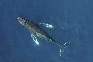 Central America Collection: RF Humpback whale (Megaptera novaeangliae) aerial view. Baja California, Mexico