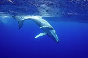Hunchbacked Whale Prints: RF - Humpback whale (Megaptera novaeangliae) calf