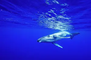 Hunchbacked Whale Prints: RF - Humpback whale (Megaptera novaeangliae) calf swimming underwater
