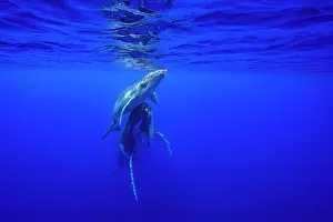 Affection Prints: RF - Humpback whale (Megaptera novaeangliae) female and calf bonding underwater