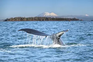 Hunchbacked Whale Prints: RF - Humpback whale (Megaptera novaeangliae) tail fluke at the surface with Mount Edgecumbe in the background