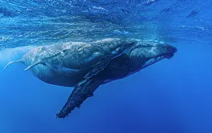 Oceania Prints: RF - Two Humpback whales (Megaptera novaeangliae) female with calf swimming just beneath the surface