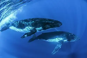 Hunchbacked Whale Prints: RF - Two Humpback whales (Megaptera novaeangliae) portrait