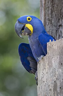 Images Dated 7th September 2015: RF- Hyacinth macaw (Anodorhynchus hyacinthinus) in its nest hole. Pousada Aguape Lodge