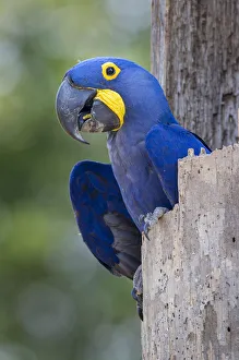 RF- Hyacinth macaw (Anodorhynchus hyacinthinus) in its nest hole. Pousada Aguape Lodge