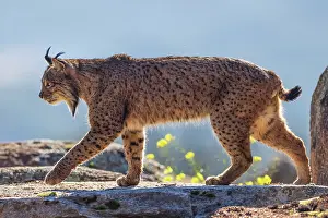 Lynx Prints: RF - Iberian lynx (Lynx pardinus) male