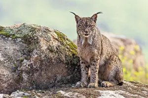 Lynx Prints: RF - Iberian lynx (Lynx pardinus) male