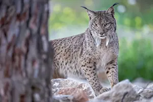 Lynx Prints: RF - Iberian lynx (Lynx pardinus) portrait