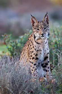 Spotted Prints: RF - Iberian lynx (Lynx pardinus) portrait