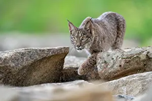 Lynx Prints: RF - Iberian lynx (Lynx pardinus) stalking