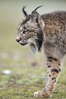 2020 September Highlights Collection: RF - Iberian lynx (Lynx pardinus) walking, Parque Natural Sierra de Andujar, Andalucia