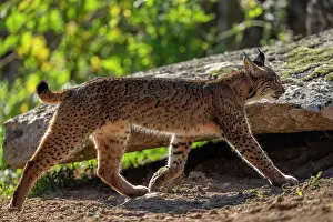 Lynx Prints: RF - Iberian lynx (Lynx pardinus) walking