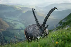Goat Prints: RF - Ibex (Capra ibex) male ibex feeding on grass in the mountains