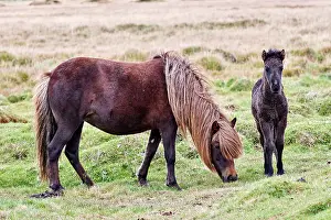 Grazing Prints: RF - Icelandic horse (Equus caballus) mare and foal