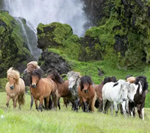 2020 October Highlights Gallery: RF - Icelandic horse herd in grassland, rocky base of waterfall in background