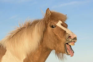 Domestic Animal Collection: RF- Icelandic horse showing flehmen response, Iceland. July